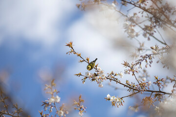 青空に映える満開の桜の花に囲まれたメジロ