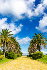 Obraz premium ヤシの木のある風景