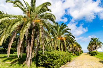 Obraz premium ヤシの木のある風景