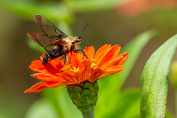 Clearwing Hummingbird Moth feeding on a zinnia flower