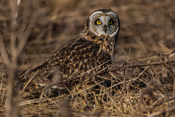 Short eared owl