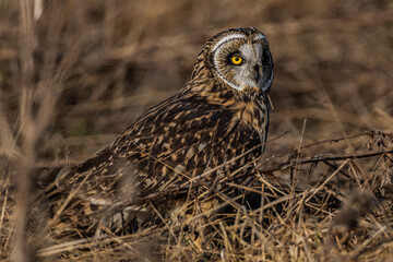 Short eared owl