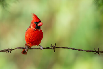 Male northern cardinal perched