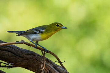 Yellow-throated vireo perched on a tree branch