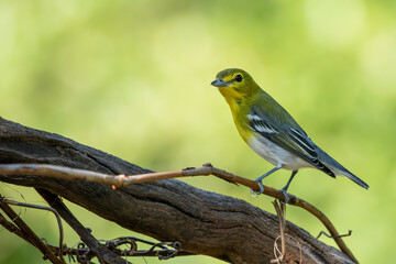 Yellow-throated vireo perched on a tree branch