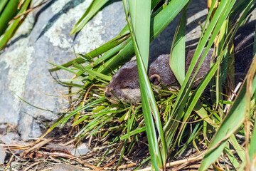 A peaceful otter enjoys a restful nap hidden among lush green foliage