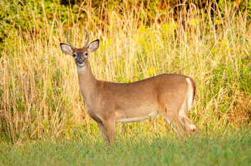 Young Buck in field 