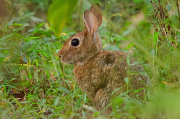 rabbit in the grass