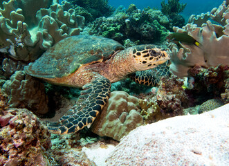 A Hawksbill turtle eating corals on a shallow reef Boracay Island Philippines