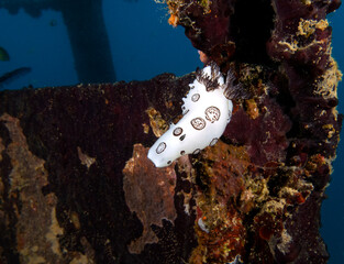 A Jorunna funebris nudibranch crawling on a ship wreck Boracay Island Philippines