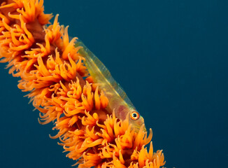 A Goby on a Whip coral Boracay Island Philippines