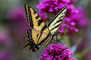 Swallowtail butterfly