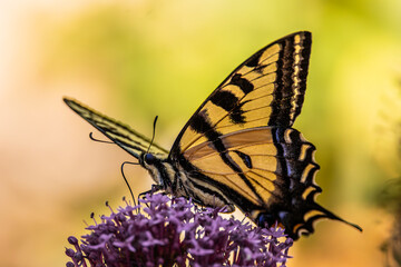 Swallowtail butterfly