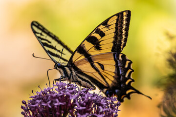 Swallowtail butterfly