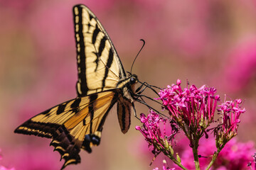 Swallowtail butterfly