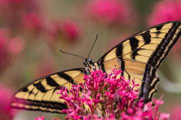 Swallowtail butterfly