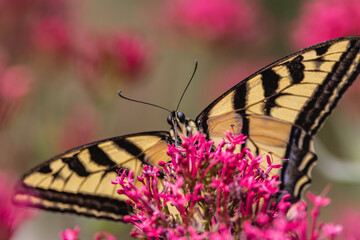 Swallowtail butterfly