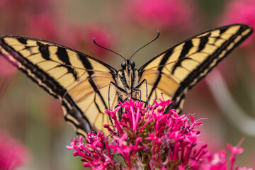 Swallowtail butterfly