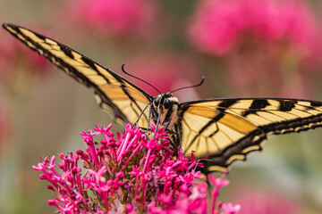 Swallowtail butterfly
