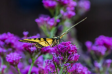 Swallowtail butterfly