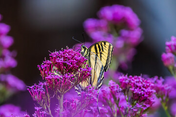 Swallowtail butterfly © John