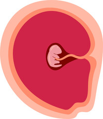 Human embryonic development Illustration 