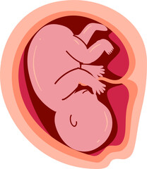 Human embryonic development Illustration 