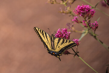 Swallowtail butterfly