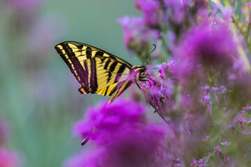 Swallowtail butterfly