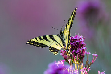 Swallowtail butterfly