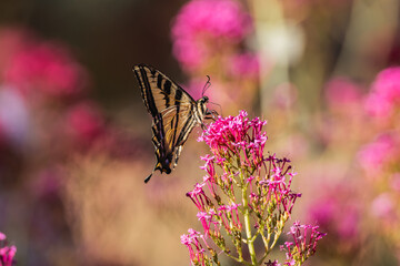 Swallowtail butterfly