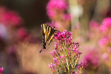 Swallowtail butterfly