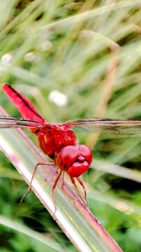 Macro footage of a scarlet dragonfly on a green leaf. Crocothemis erythraea Scarlet dragonfly.