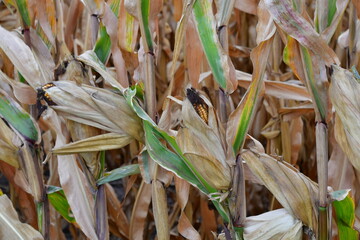 Ripe Ears of Corn in a Farm Field