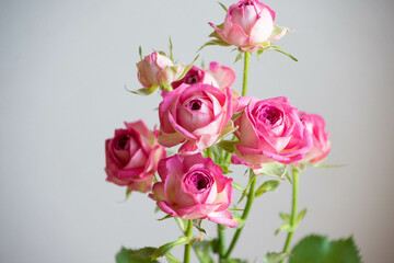 ジョリートレンドセッター