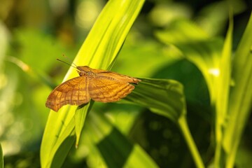 A stunning butterfly with brightly colored wings gracefully lands in a peaceful and serene garden, capturing the beauty of nature against a vibrant tropical backdrop.

