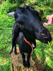 goat on the grass