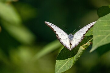 A stunning butterfly with brightly colored wings gracefully lands in a peaceful and serene garden, capturing the beauty of nature against a vibrant tropical backdrop.
