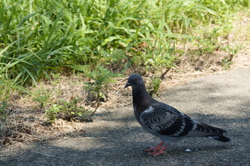 公園の鳩（pigeon）