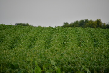 Soybean Field