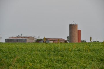 Barns and Silos by a Soybean Field