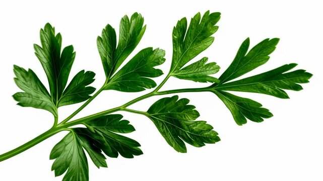 Fresh parsley harvesting tips and techniques for flavorful cooking at home