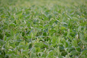 Soybean Plants