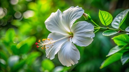 Obraz premium A dainty white hibiscus bloom showcases its tender details, surrounded by vibrant green leaves that seem to shimmer