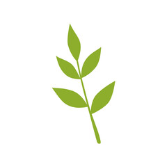 Autumn branch isolated on white background.