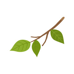 Autumn branch isolated on white background.