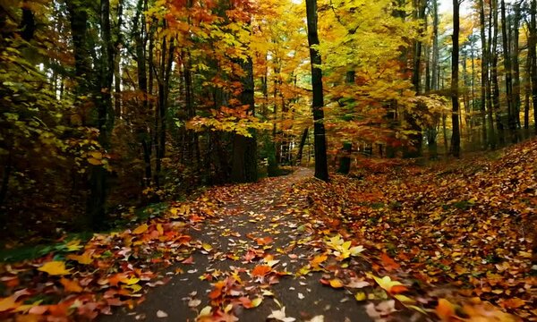 Steadicam Shot of Winding Path in Autumn Forest