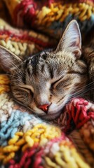 Sleeping tabby cat on colorful knitted blanket
