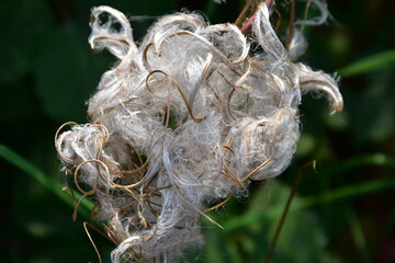 A close up image of the white fluff and brown seeds of a wild fire weed plant.