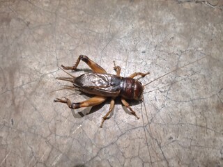 A giant cricket resting on a smooth, solid surface, displaying its intricate exoskeleton and long antennae.